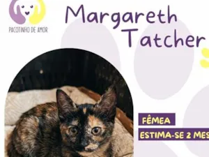 Gato raça SRD-ViraLata idade Abaixo de 2 meses nome Margareth Thatcher