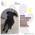 Rex