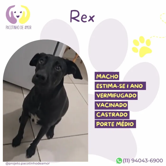 Cachorro raça SRD-ViraLata idade 1 ano nome Rex