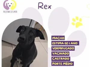 Cachorro raça SRD-ViraLata idade 1 ano nome Rex