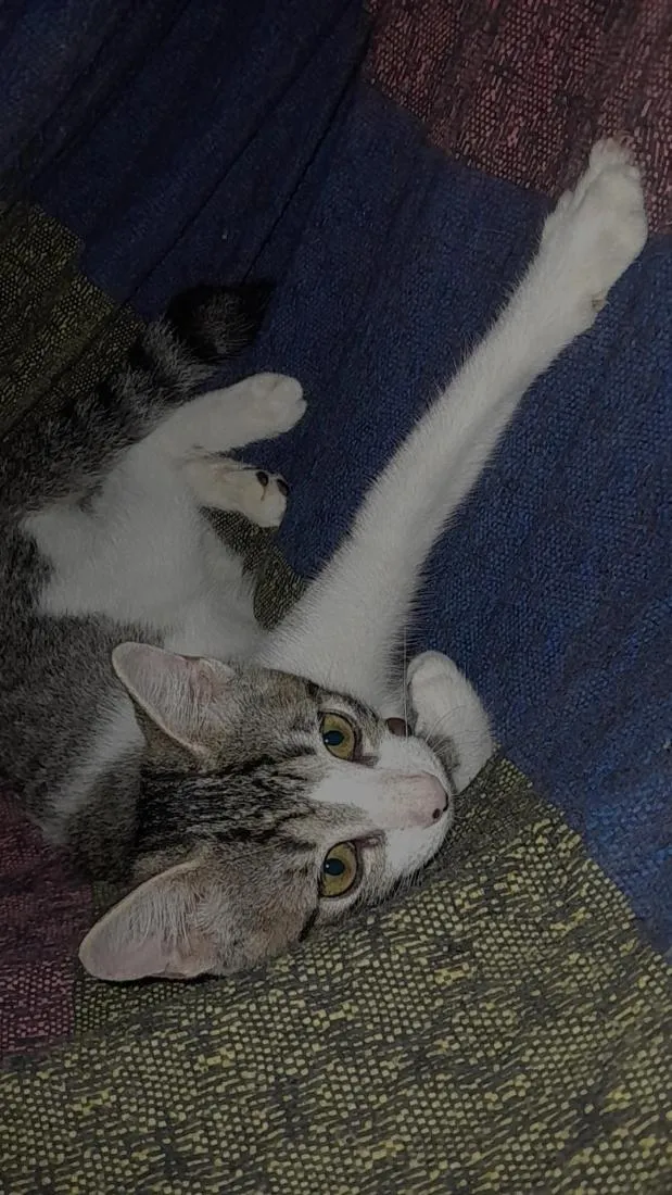 Gato raça SRD-ViraLata idade 2 a 6 meses nome bilu