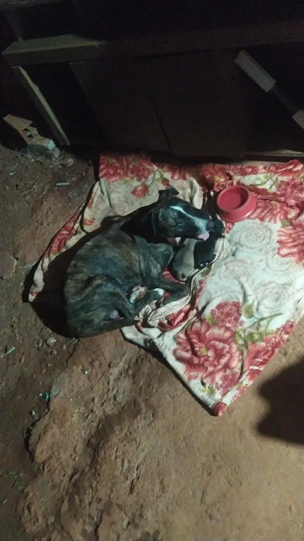 Cachorro raça SRD-ViraLata idade 2 anos nome clotilde