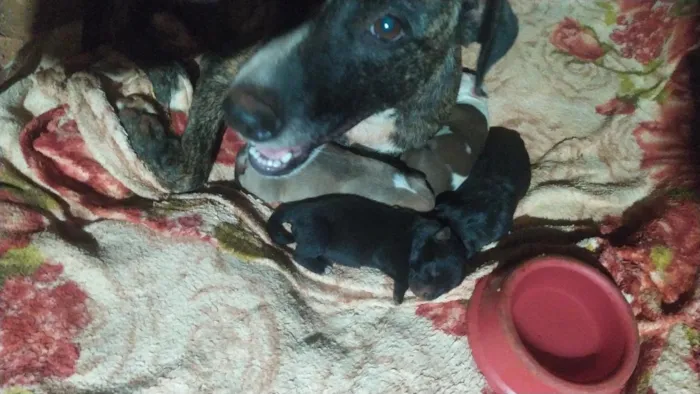 Cachorro raça SRD-ViraLata idade 2 anos nome clotilde