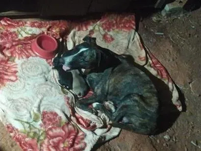 Cachorro raça SRD-ViraLata idade 2 anos nome clotilde