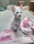 gatinhos 