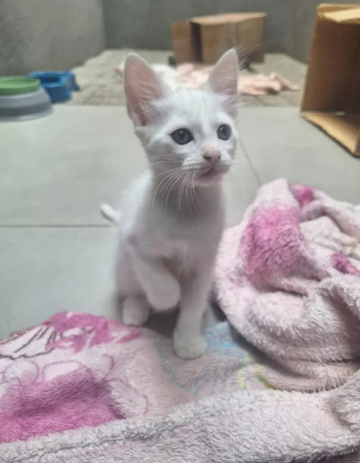 Gato raça SRD-ViraLata idade Abaixo de 2 meses nome gatinhos 