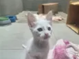 gatinhos 