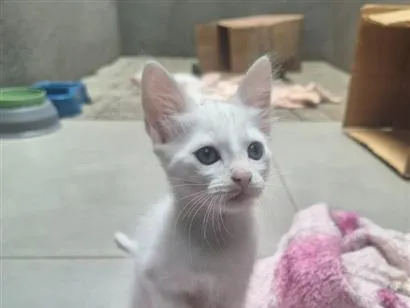 Gato raça SRD-ViraLata idade Abaixo de 2 meses nome gatinhos 
