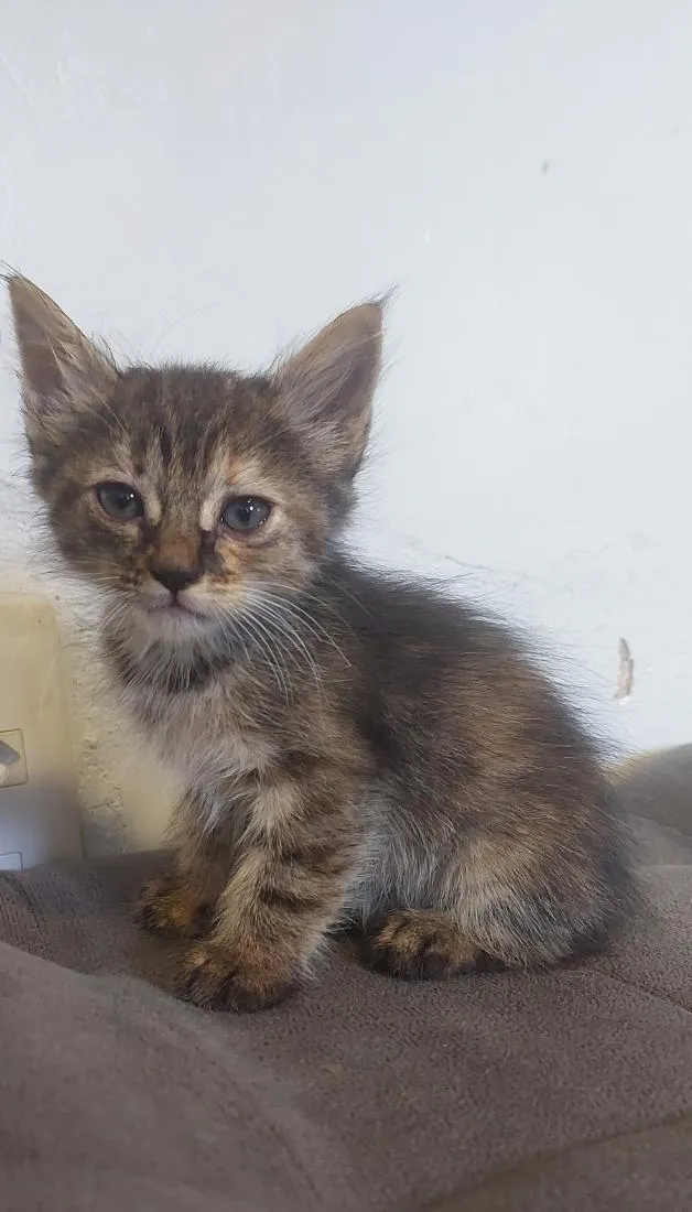 Gato raça SRD-ViraLata idade 2 a 6 meses nome sem nome 