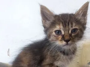 Gato raça SRD-ViraLata idade 2 a 6 meses nome sem nome 