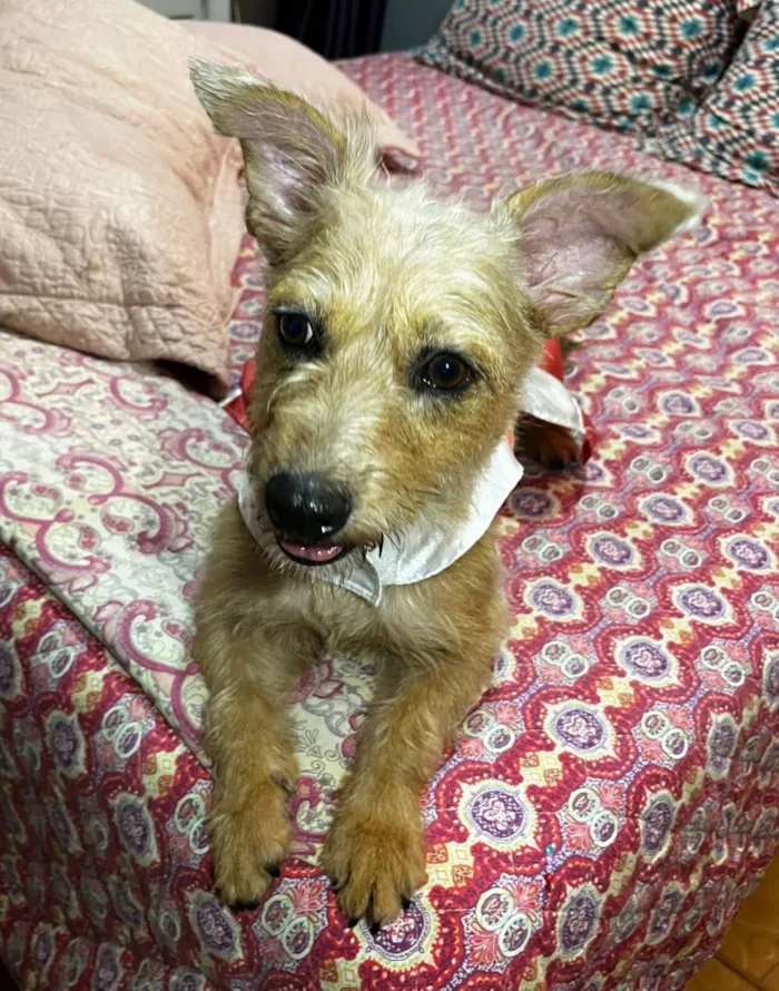 Cachorro raça SRD-ViraLata idade 2 anos nome Ariel