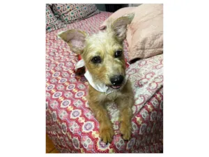 Cachorro raça SRD-ViraLata idade 2 anos nome Ariel