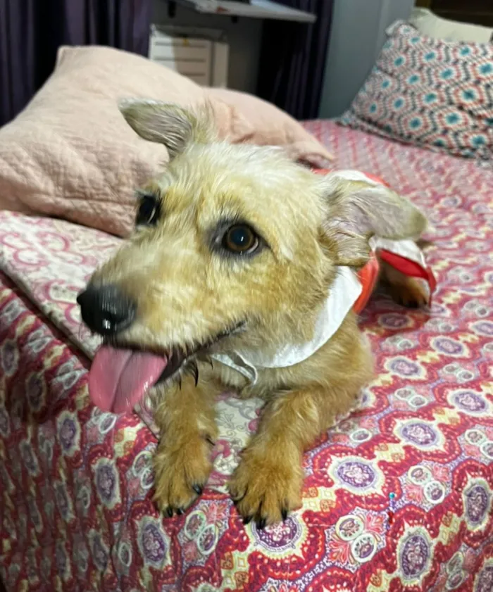 Cachorro raça SRD-ViraLata idade 2 anos nome Ariel