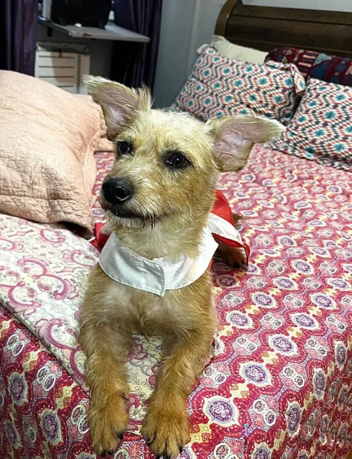 Cachorro raça SRD-ViraLata idade 2 anos nome Ariel