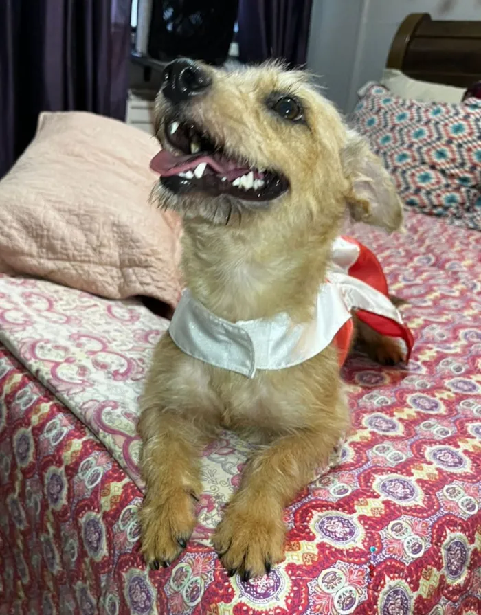 Cachorro raça SRD-ViraLata idade 2 anos nome Ariel