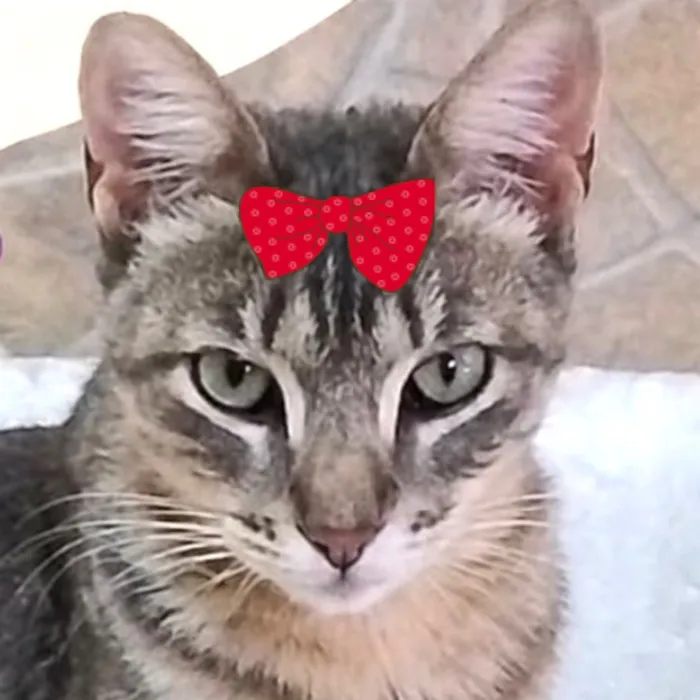 Gato raça SRD-ViraLata idade 1 ano nome Jolie 