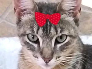 Gato raça SRD-ViraLata idade 1 ano nome Jolie 