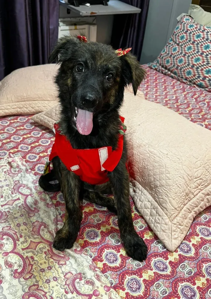 Cachorro raça SRD-ViraLata idade 2 a 6 meses nome yuki