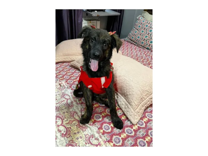 Cachorro raça SRD-ViraLata idade 2 a 6 meses nome yuki