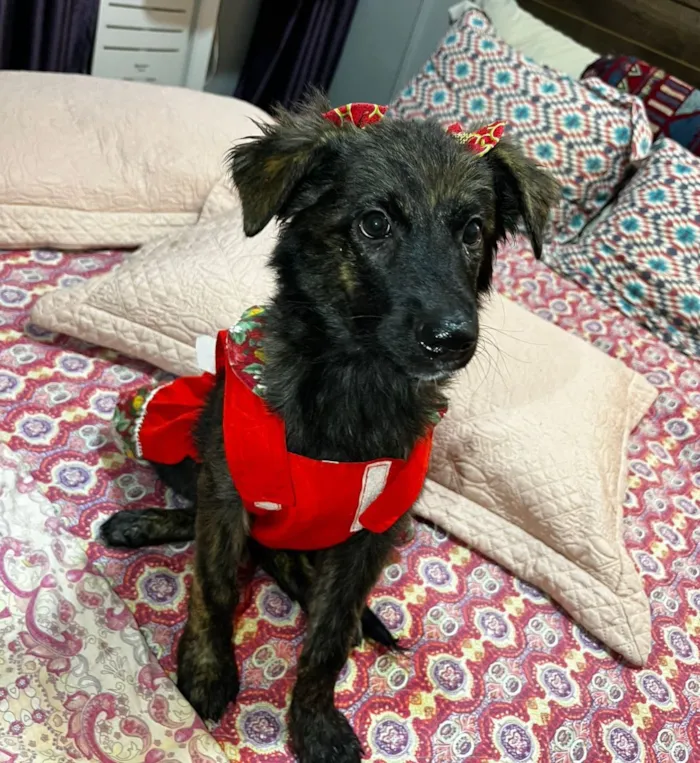 Cachorro raça SRD-ViraLata idade 2 a 6 meses nome yuki