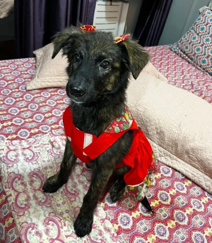 Cachorro raça SRD-ViraLata idade 2 a 6 meses nome yuki