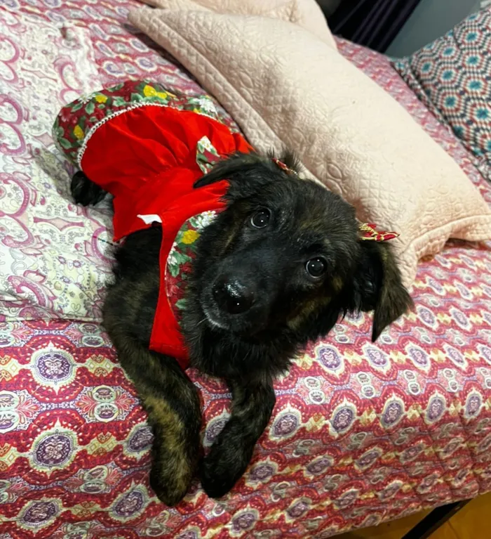 Cachorro raça SRD-ViraLata idade 2 a 6 meses nome yuki