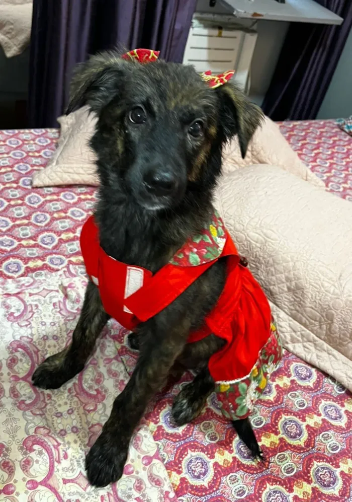 Cachorro raça SRD-ViraLata idade 2 a 6 meses nome yuki