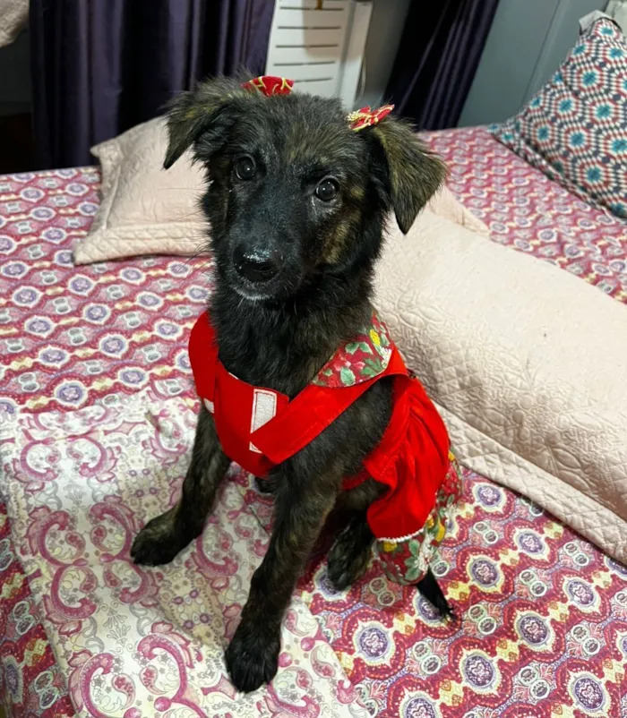 Cachorro raça SRD-ViraLata idade 2 a 6 meses nome yuki