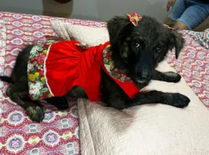 Cachorro raça SRD-ViraLata idade 2 a 6 meses nome yuki