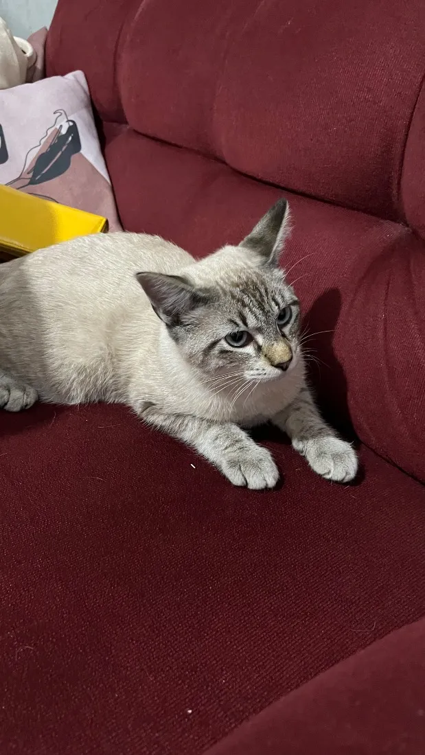 Gato raça SRD-ViraLata idade 7 a 11 meses nome Sem nome