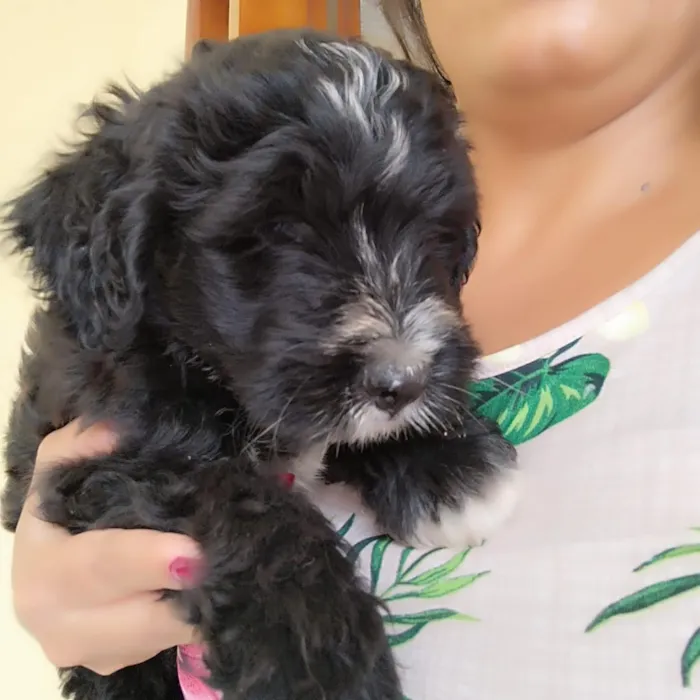 Cachorro raça SRD-ViraLata idade 2 a 6 meses nome doação poodle  urgente 