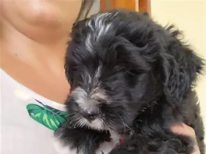 Cachorro raça SRD-ViraLata idade 2 a 6 meses nome doação poodle  urgente 