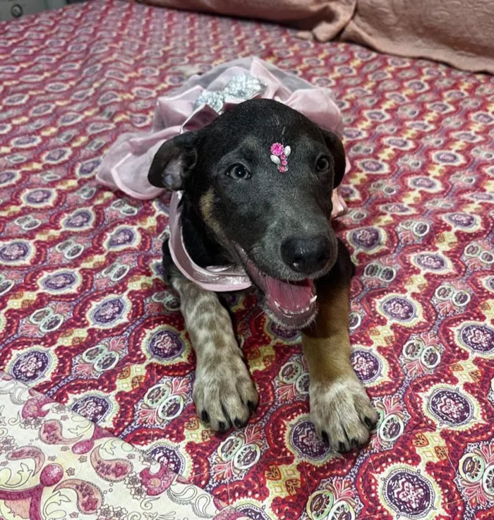 Cachorro raça SRD-ViraLata idade 2 a 6 meses nome serena