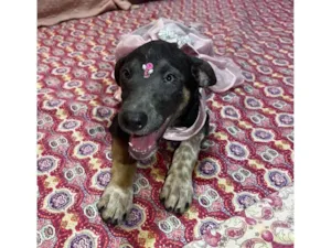 Cachorro raça SRD-ViraLata idade 2 a 6 meses nome serena