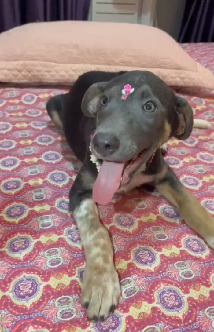 Cachorro raça SRD-ViraLata idade 2 a 6 meses nome serena