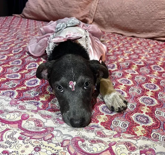 Cachorro raça SRD-ViraLata idade 2 a 6 meses nome serena