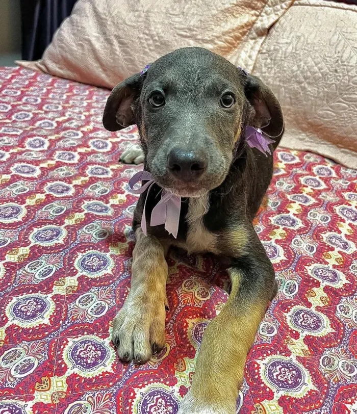 Cachorro raça SRD-ViraLata idade 2 a 6 meses nome serena