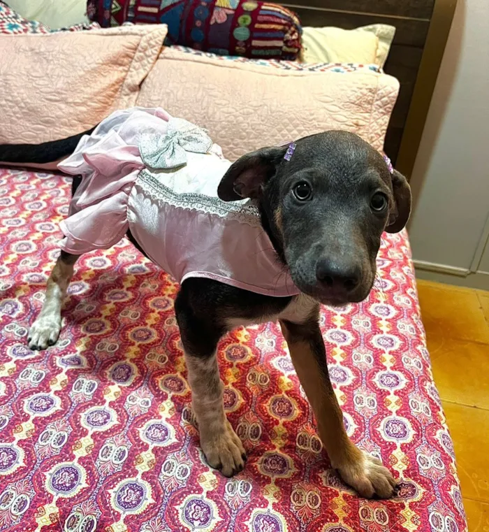 Cachorro raça SRD-ViraLata idade 2 a 6 meses nome serena