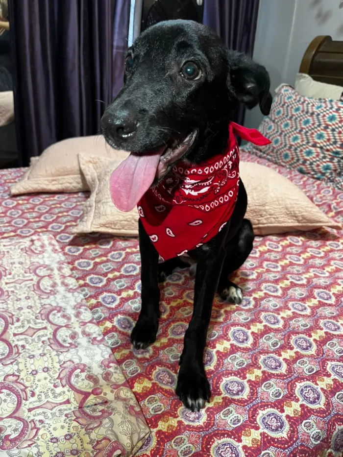 Cachorro raça SRD-ViraLata idade 2 a 6 meses nome Negresco