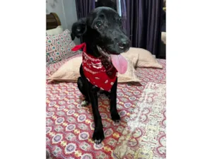 Cachorro raça SRD-ViraLata idade 2 a 6 meses nome Negresco