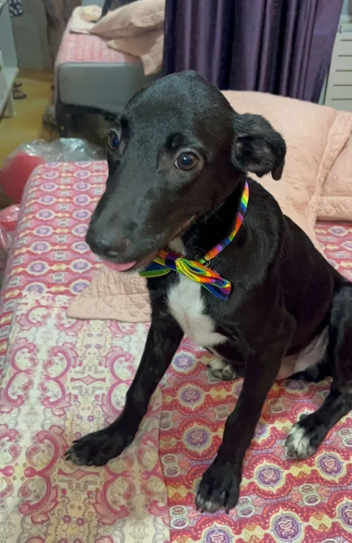 Cachorro raça SRD-ViraLata idade 2 a 6 meses nome Negresco