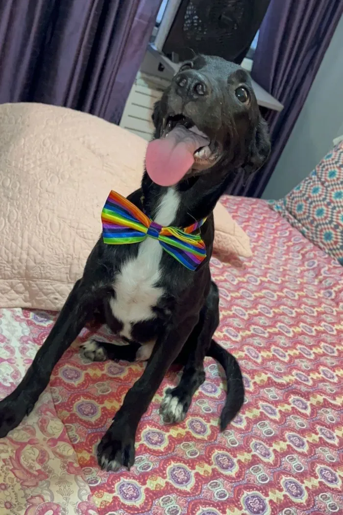 Cachorro raça SRD-ViraLata idade 2 a 6 meses nome Negresco