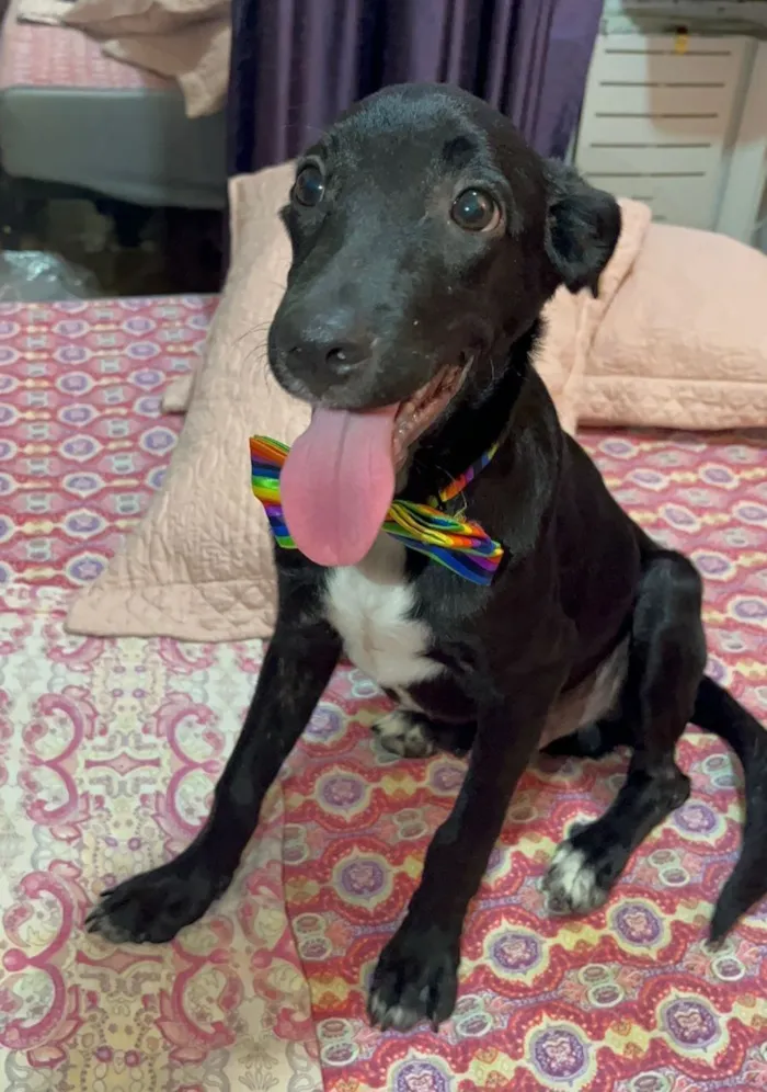 Cachorro raça SRD-ViraLata idade 2 a 6 meses nome Negresco