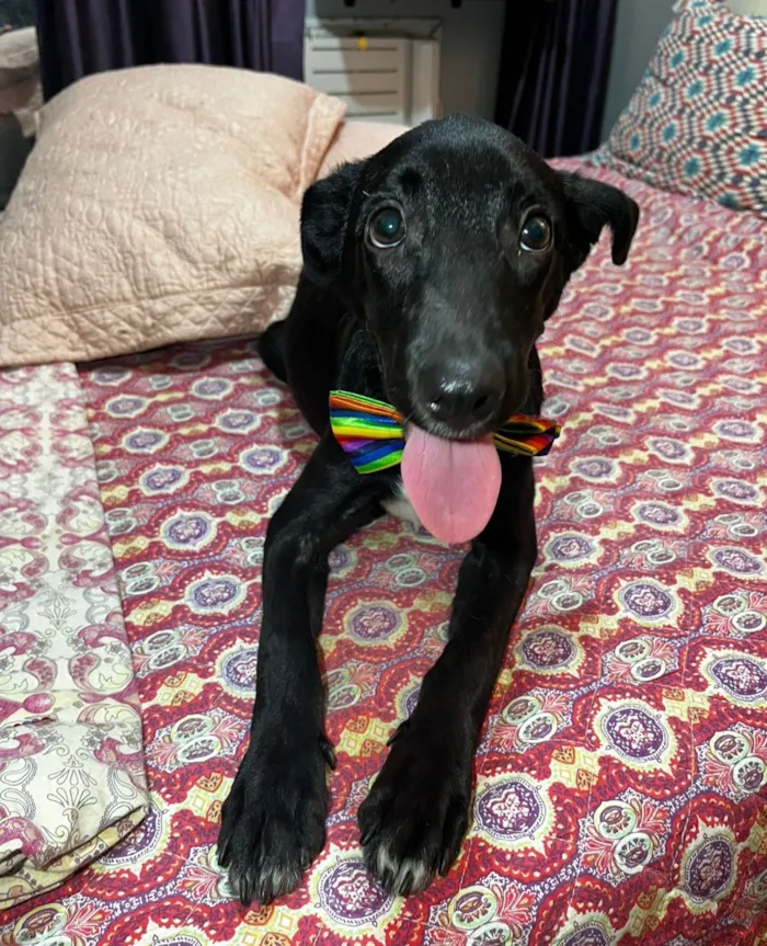 Cachorro raça SRD-ViraLata idade 2 a 6 meses nome Negresco