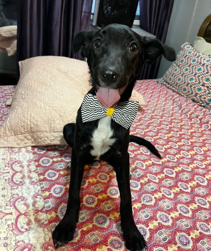 Cachorro raça SRD-ViraLata idade 2 a 6 meses nome Negresco