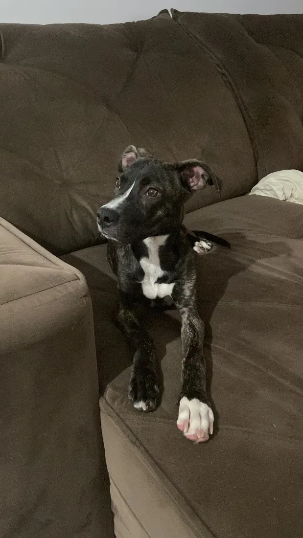 Cachorro raça Pit-Bull idade 2 a 6 meses nome Ice