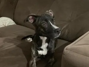Cachorro raça Pit-Bull idade 2 a 6 meses nome Ice