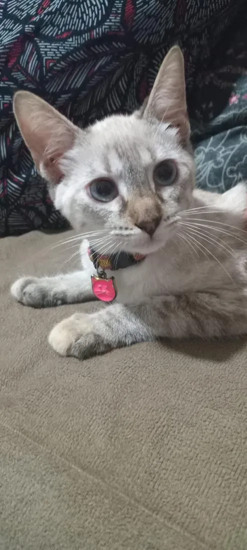 Gato raça SRD-ViraLata idade 2 a 6 meses nome Luiza