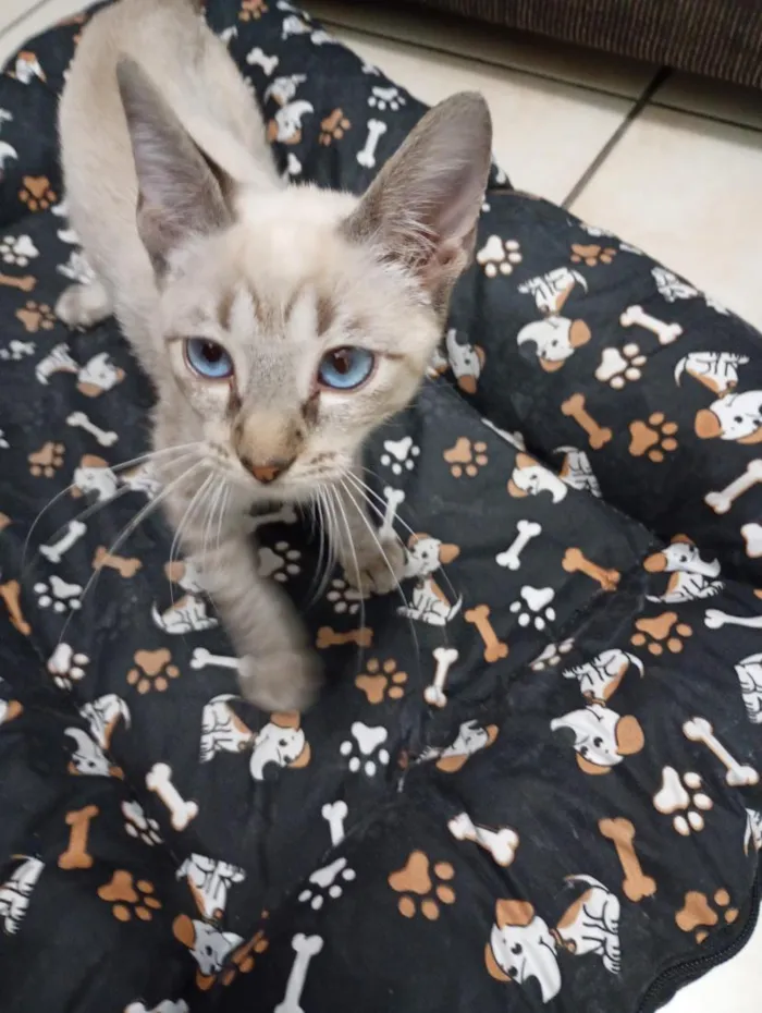 Gato raça Siamês idade 2 a 6 meses nome Jurema 