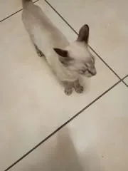 Gato raça Siamês idade 2 a 6 meses nome Jurema 